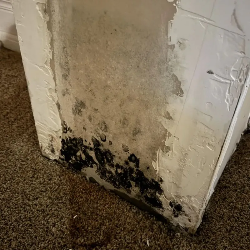 Professional Mold Removal in Travelers Rest, SC